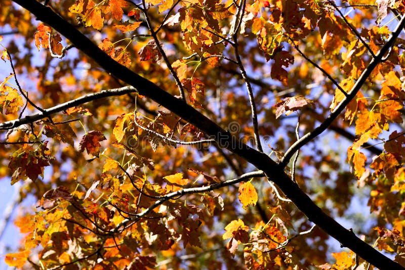 Golden autumn leaves stock photo Golden autumn leaves stock photo