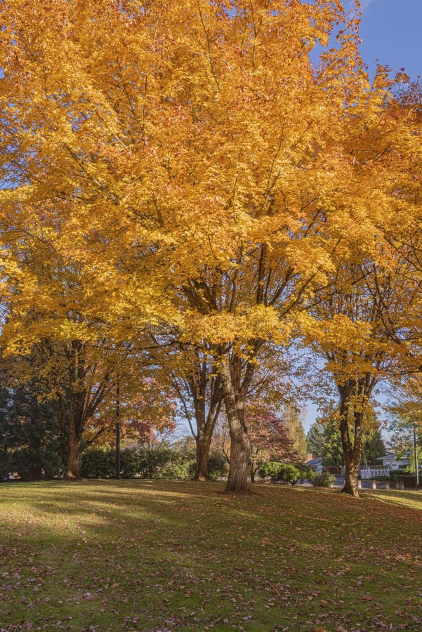 Golden Autumn in Blue Lake Park Oregon. Stock Photo Image of natural