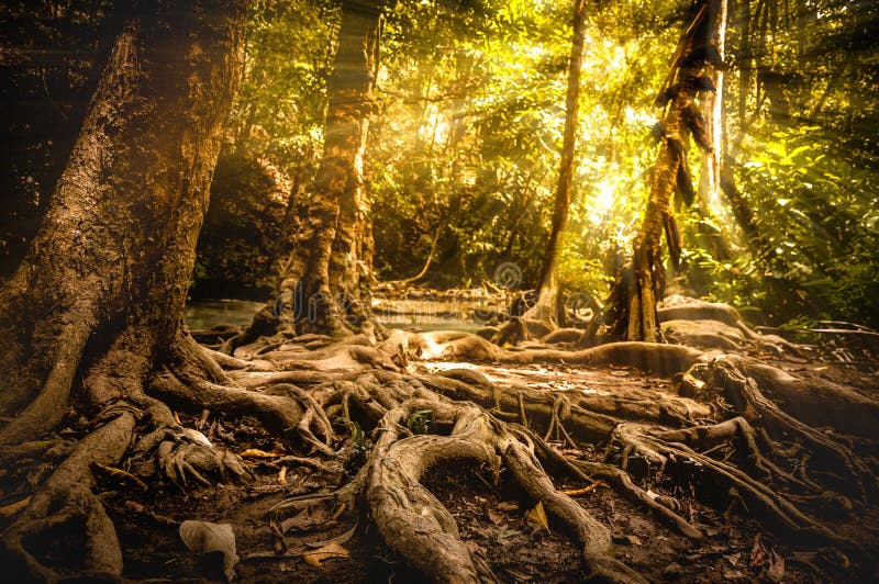 Golden autumn scene in a forest, the sun shining through the trees. stock images Golden autumn scene in a forest, the sun shining through the trees. stock images