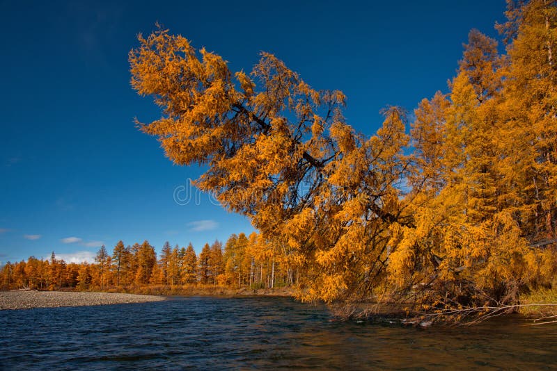 Golden Autumn On The Shores Of The Tributaries Of The Kolyma River