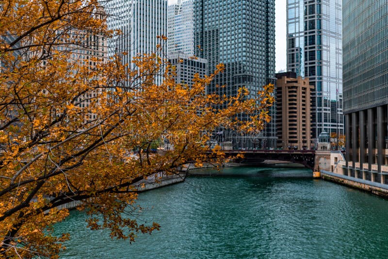 Golden Autumn Tree by the Chicago River and Skyscrapers stock photo Golden Autumn Tree by the Chicago River and Skyscrapers stock photo