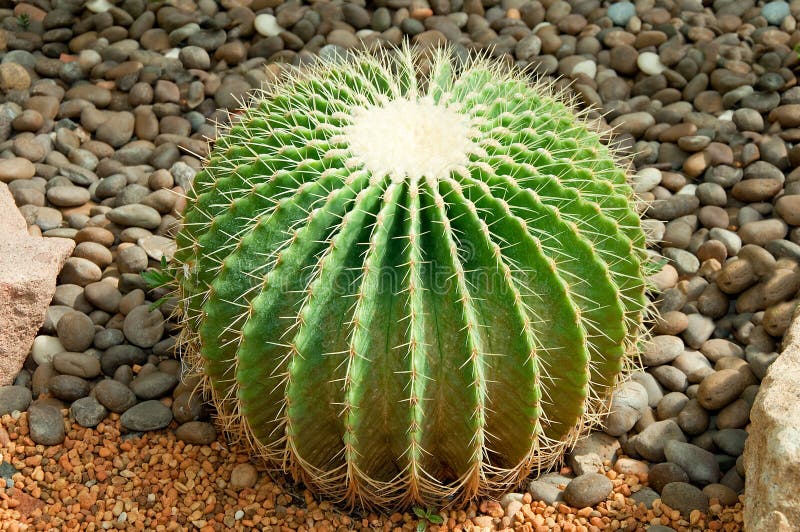 The Golden ball cactus. ( Echinocactus grusonii) background royalty free stock photography