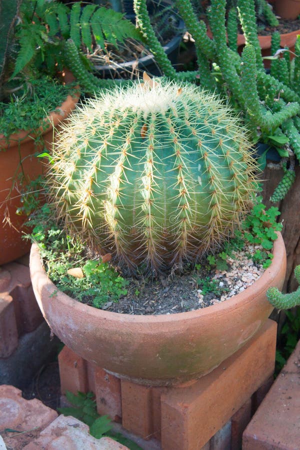 Golden ball cactus stock image. Image of cactus, healthy 39241869