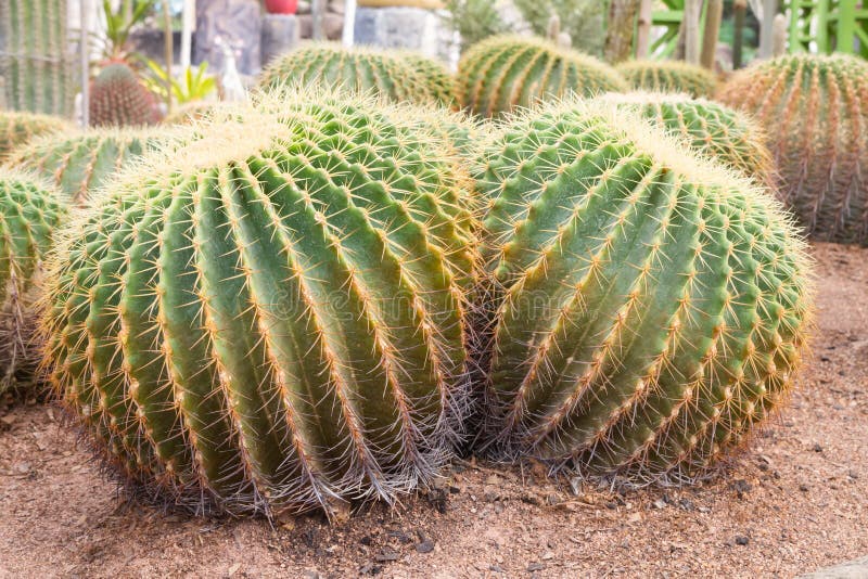 Golden ball cactus stock image. Image of barrel, earth 36435821