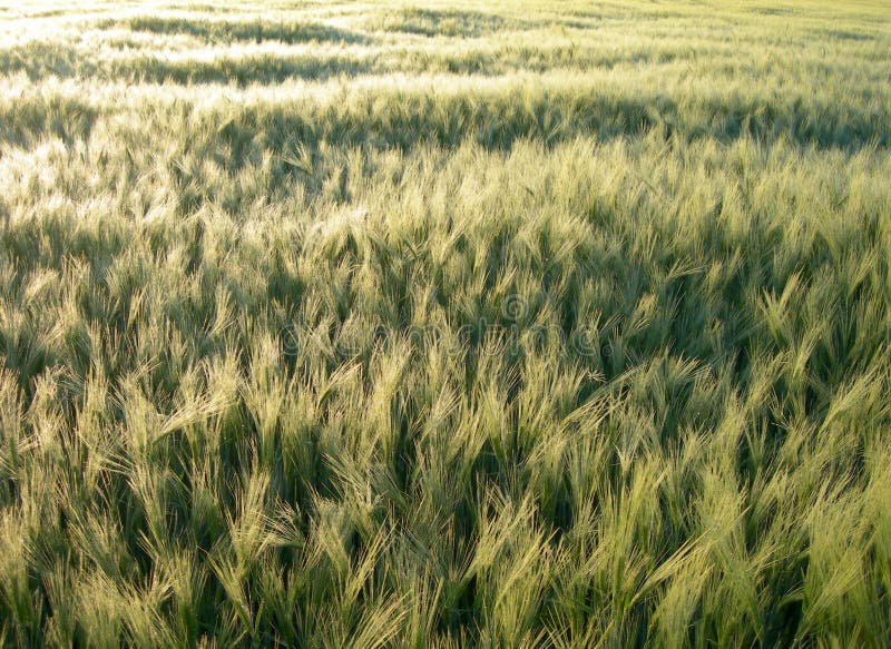 Barley field during the sunset is getting gold - texture. Barley field during the sunset is getting gold - texture