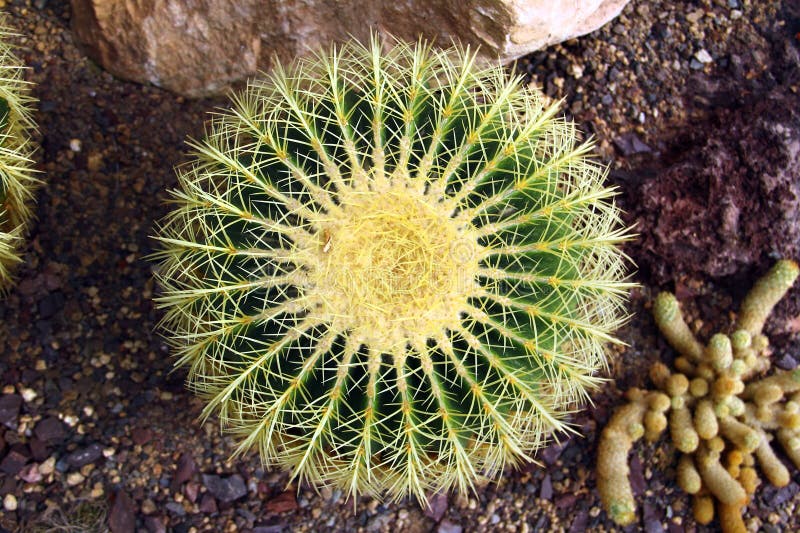 45-year-old Echinocactus Grusonii Golden Barrel Cactus In Tucson, Arizona - Foto 6