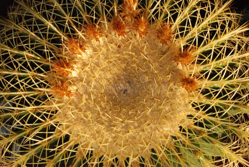 Golden Barrel Cactus Top