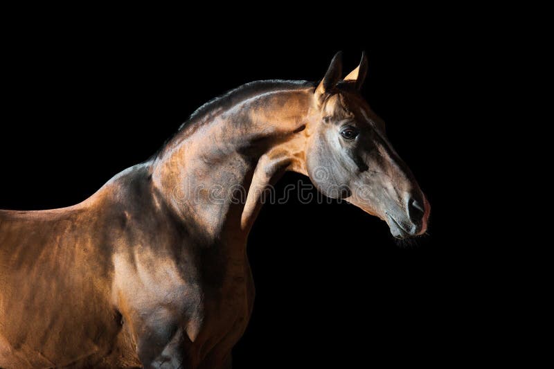 Golden bay Akhal-teke horse on the dark background