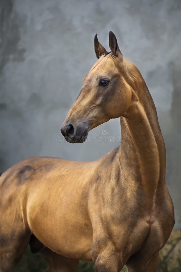 Golden bay akhal-teke horse stallion on the grey wall background