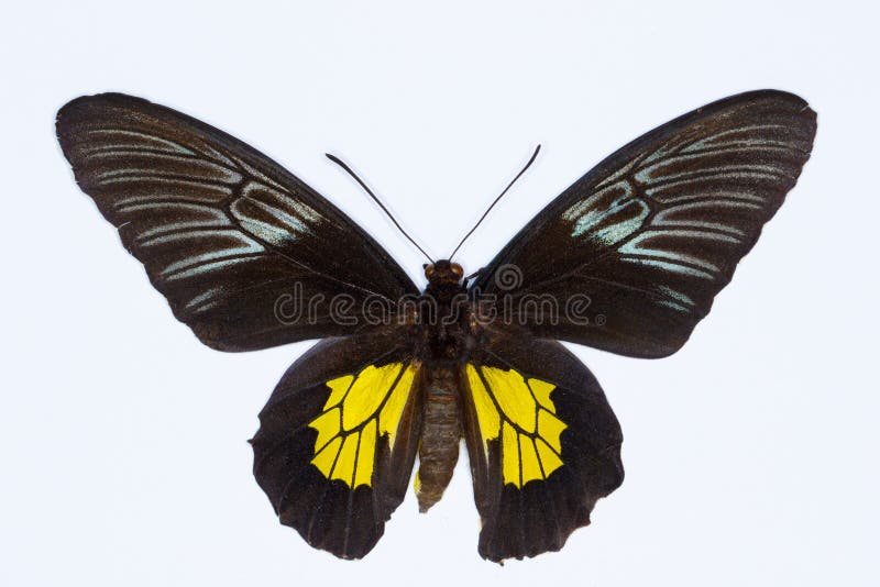 Golden Butterfly Stock Photos and Pictures - 34,922 Images