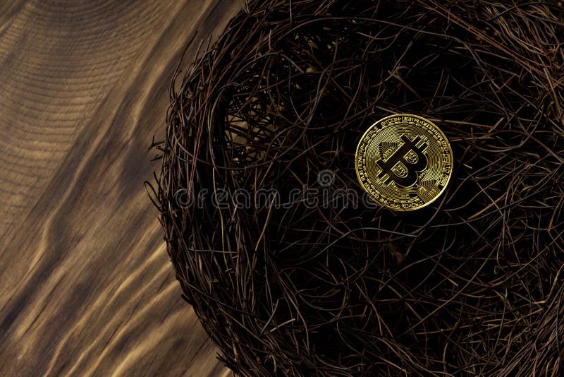 Golden bitcoin in a bird nest , close up . Copy space