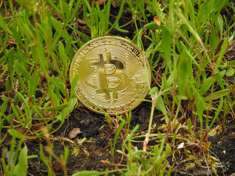 Golden Bitcoin and nature royalty free stock photos