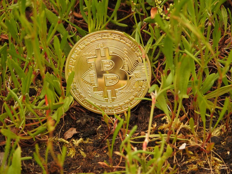 Golden Bitcoin and nature royalty free stock photography