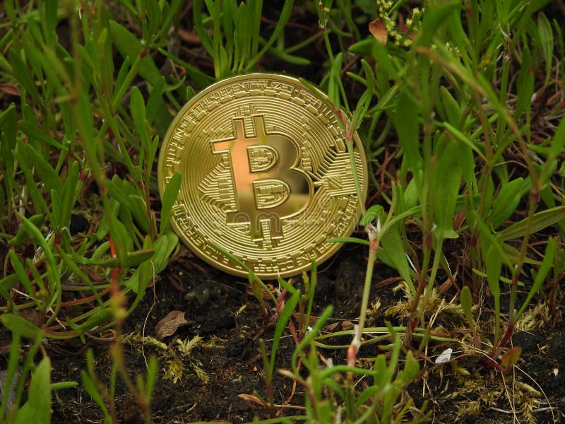 Golden Bitcoin and nature stock image