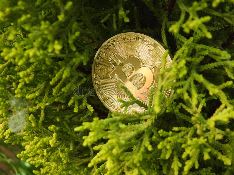 Golden Bitcoin and nature stock images