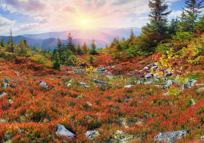 Golden blanket Carpathians