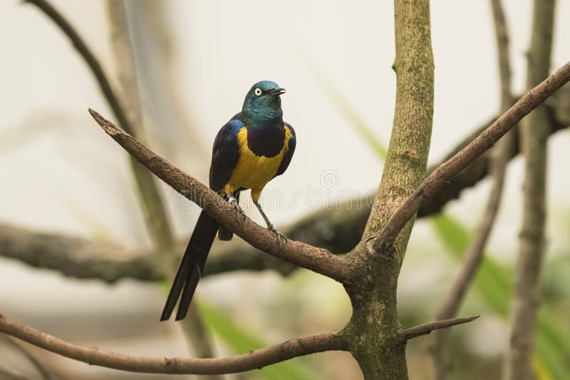 The golden-breasted starling stock photo The golden-breasted starling stock photo