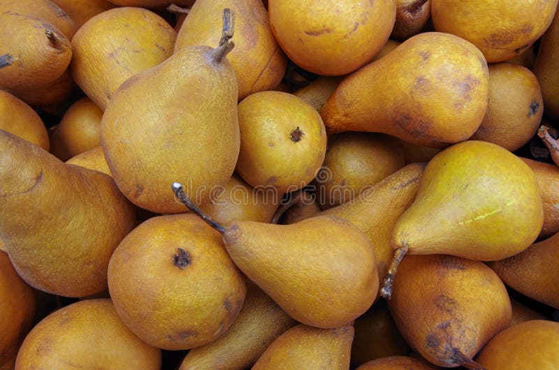 Bosc pears stock photo. Image of ripe, uncut, produce 86021762