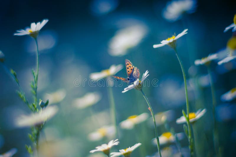 Golden Butterfly on daisy flowers