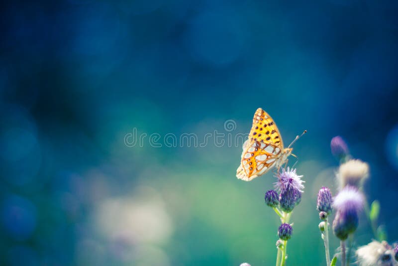 Golden Butterfly on purple flowers