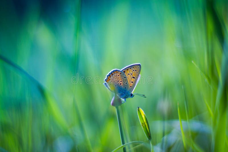 Golden Butterfly on purple flowers