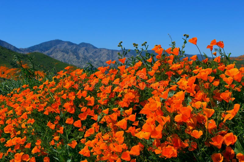 Golden California poppy flower field, Walker Canyon