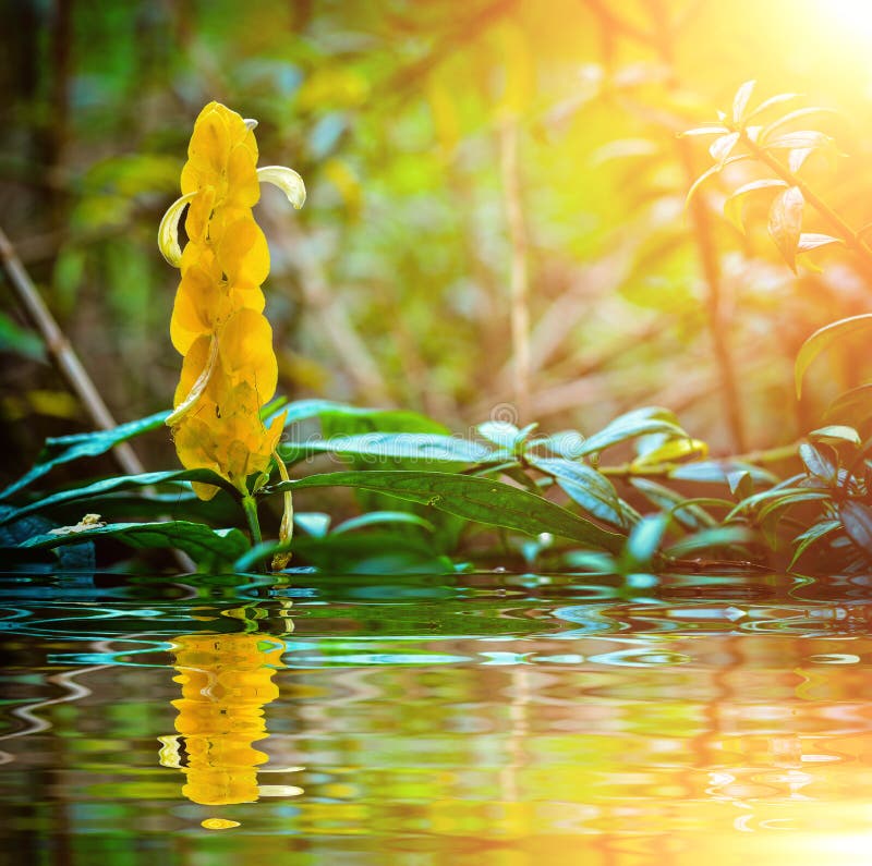 29,641 Candle Plant Photos Free & RoyaltyFree Stock Photos from