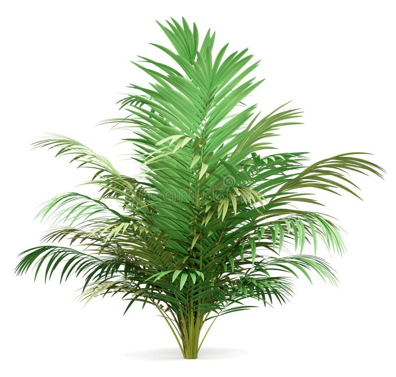 Golden Cane Palm Tree Isolated on White. Top View Stock Illustration ...