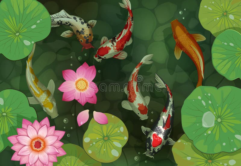 Golden carp background. Traditional pond with koi fish and lotus leaves. Water lily flowers and swimming goldfish