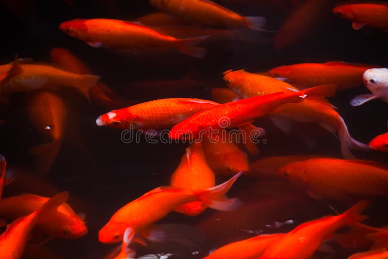 Golden Carp Swimming West Lake Hangzhou Zhejiang China