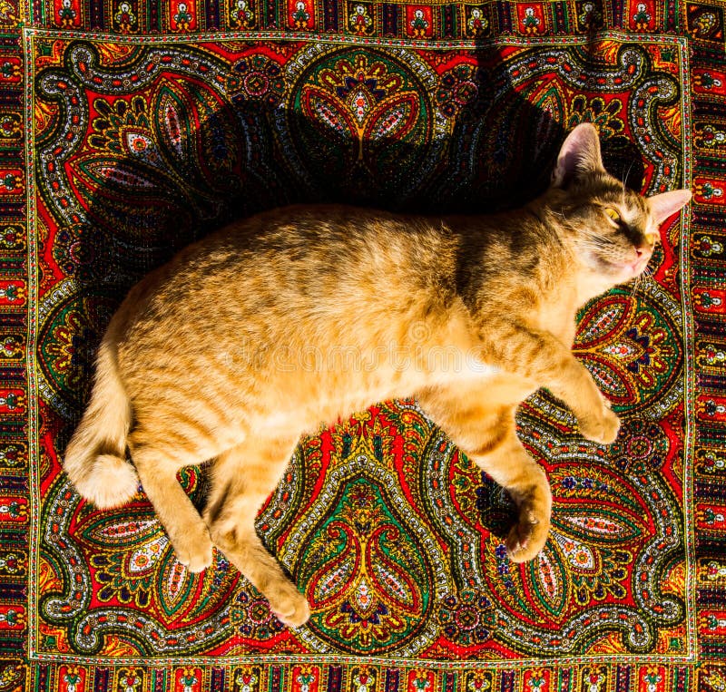 Golden cat stock image