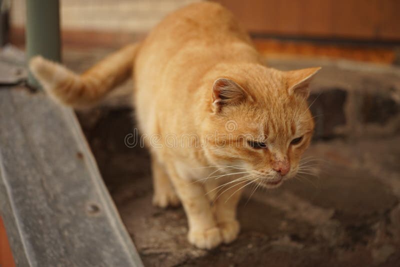 Golden Cat Stands on the Doorstep of the House Stock Image Image of
