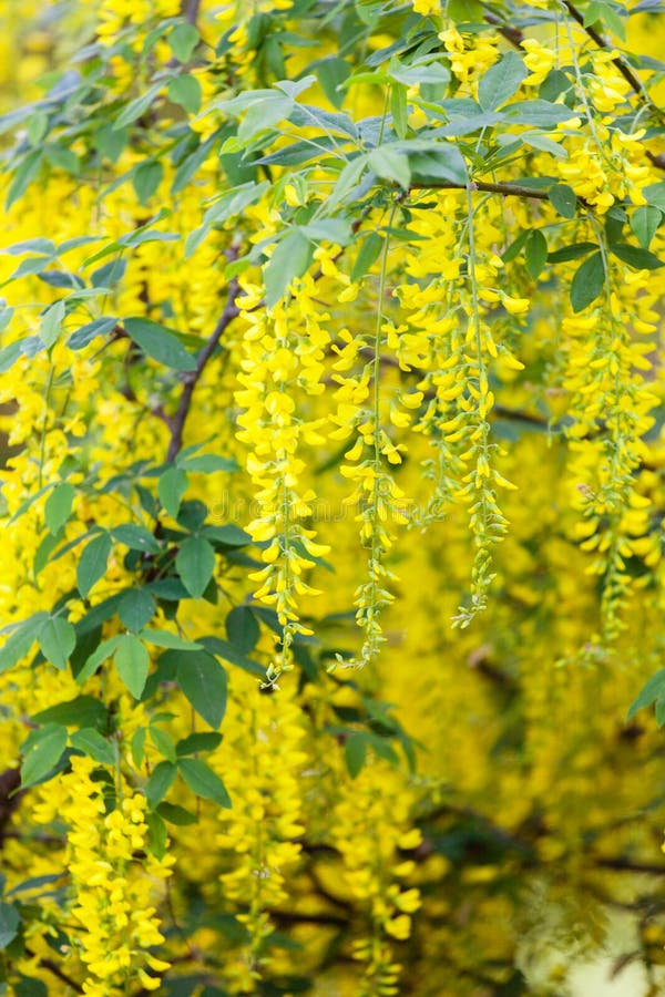 2,531 Chain Golden Tree Stock Photos Free & RoyaltyFree Stock Photos