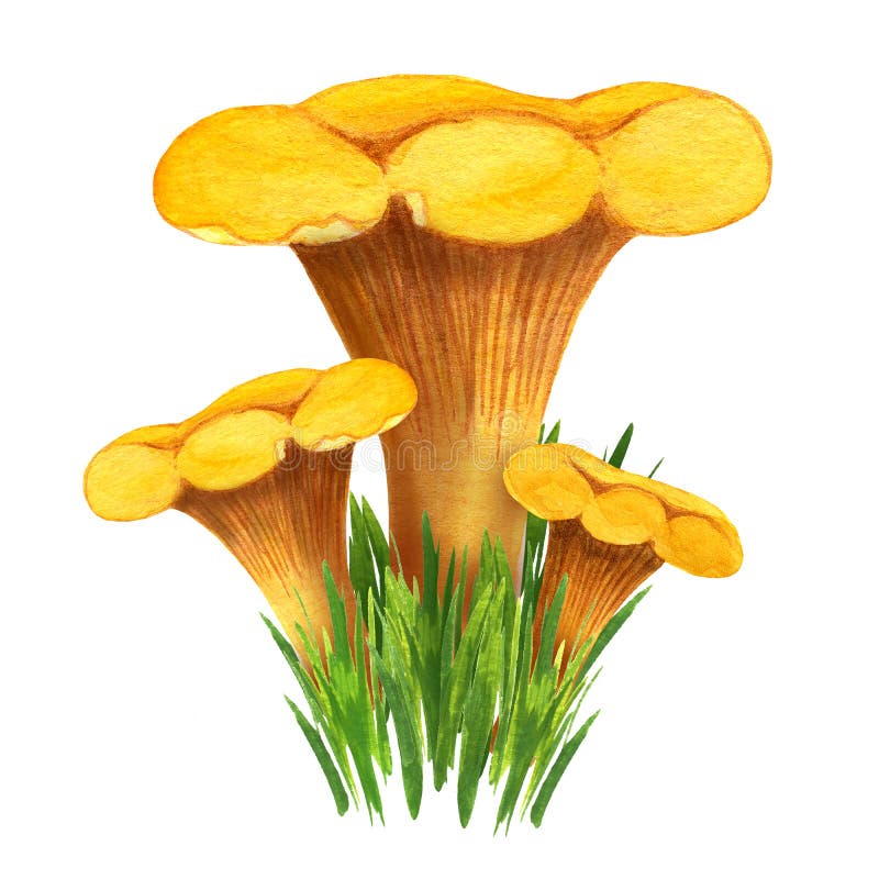 Golden Girolle Stock Illustrations – 86 Golden Girolle Stock ...