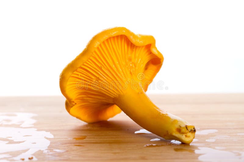 GOLDEN CHANTERELLE stock photo. Image of health, golden 43005782