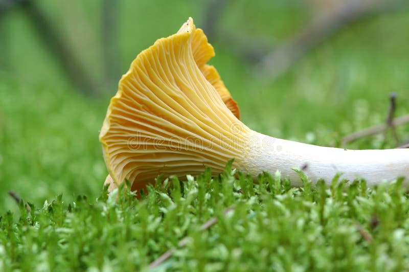 Golden chanterelle stock image. Image of autumn, yellow 32013595