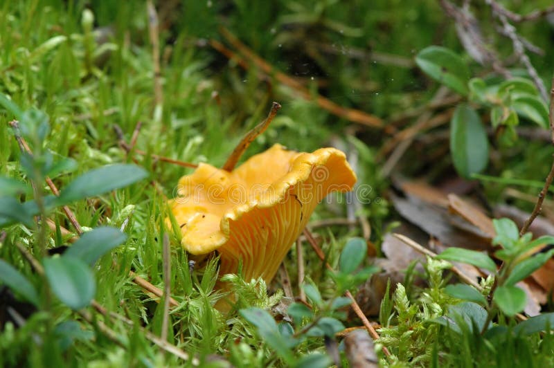 Golden chanterelle stock image. Image of vegetable, moss 32013599