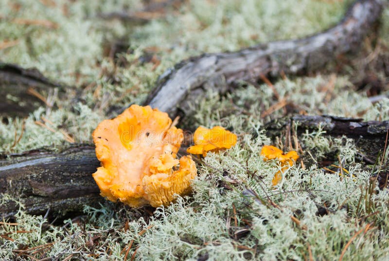 Golden Chanterelles Mushroom Basket Stock Image Image of dordogne, fungus 33282467