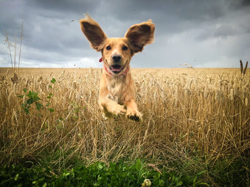 Cocker spaniel leaping from field of wheat