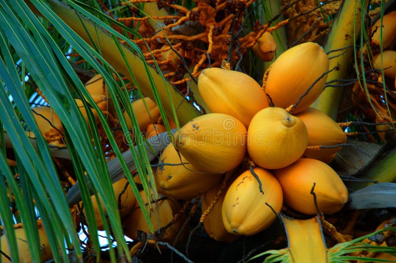 Golden Coconuts On The Beach On A Background Of Flags Of Different ...