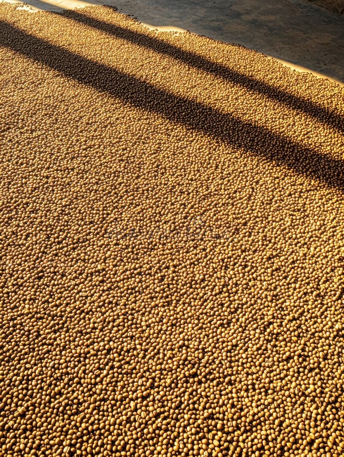 Golden coffee beans dry on a large patio under soft sunlight creating geometric patterns and enhancing textures in the. Rows of golden coffee beans are spread evenly on a large drying patio, illuminated by soft sunlight, showcasing intricate geometric patterns and textures. AI generated
