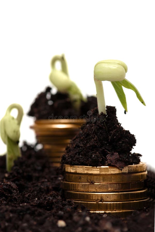 Golden coins in soil with young plant. Money