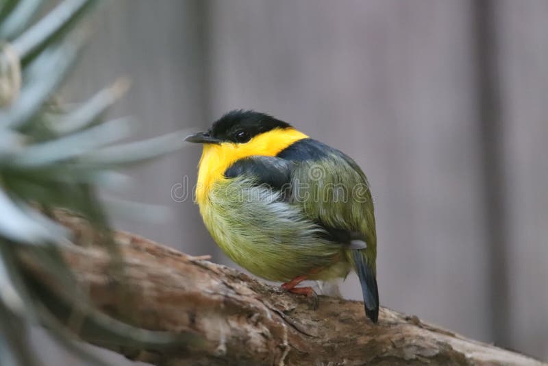 Golden-collared manakin Manacus vitellinus 2