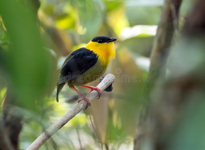 Golden-collared Manakin Manacus vitellinus Panama