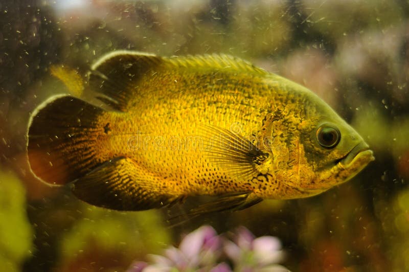 Golden Color Fish in Aquarium Stock Photo - Image of eyes, blured: 44478248