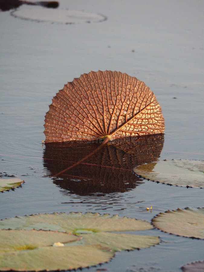 Golden Color Lotus Or Water Lily Leaf stock photo Golden Color Lotus Or Water Lily Leaf stock photo
