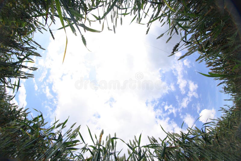 Golden corn and blue sky