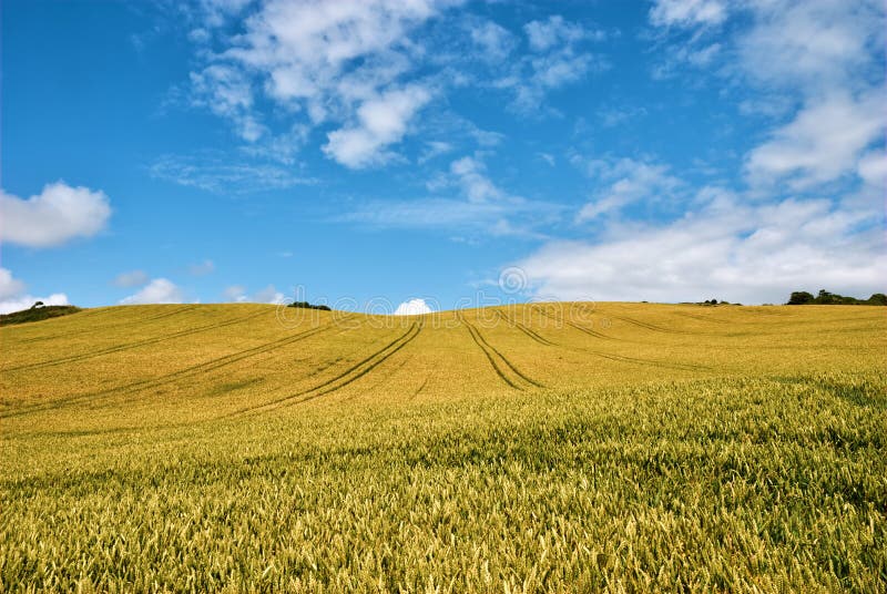 Golden corn field stock image. Image of cornfield, cultivated 20902153