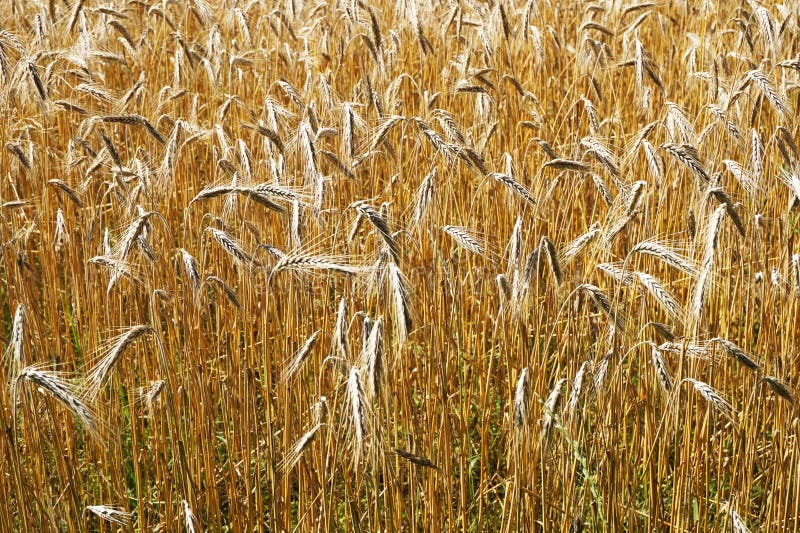 golden corn field