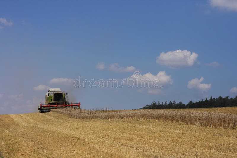 Golden corn field with harvester
